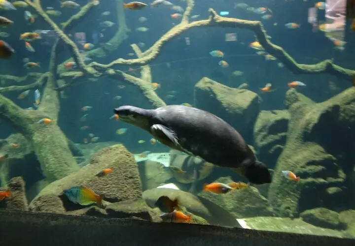 Aquarium