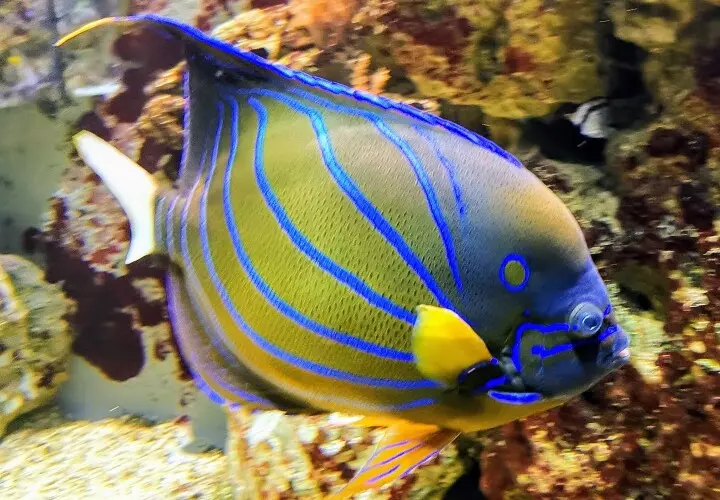 Aquarium