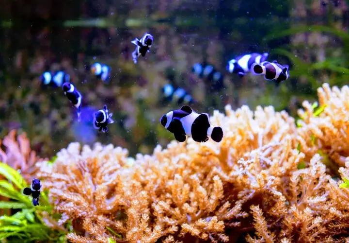 Aquarium