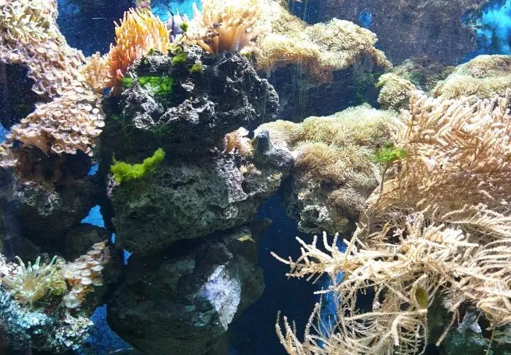 Aquarium