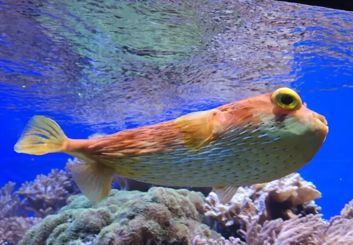 Aquarium