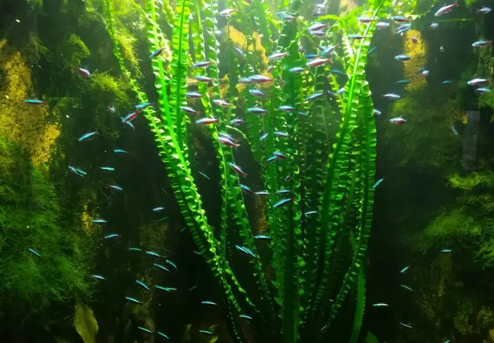 Aquarium