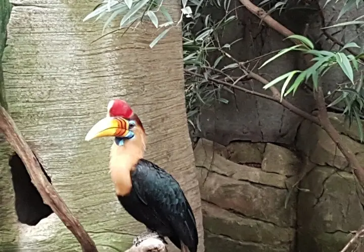 Tropenhaus Kölner Zoo