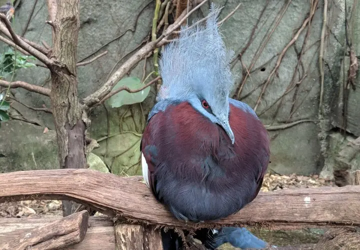 Tropenhaus Kölner Zoo