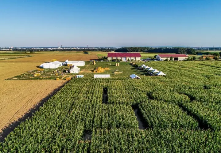 Maislabyrinth Liederbach