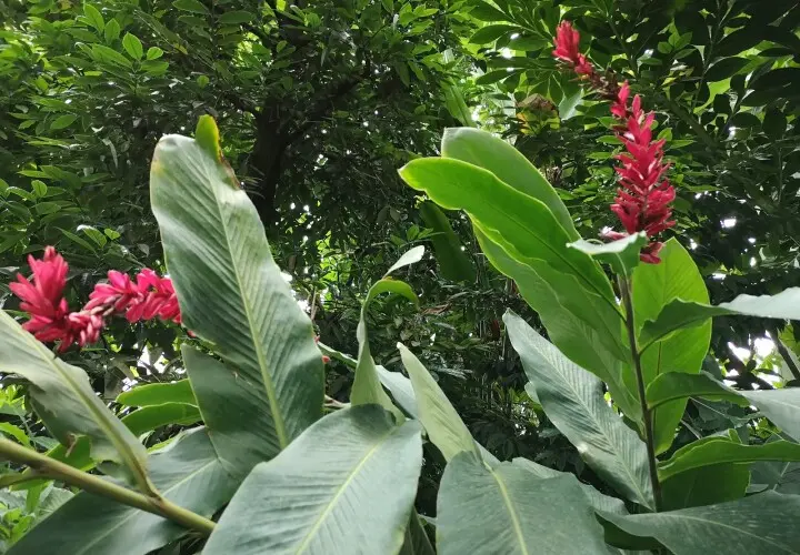 Tropicarium