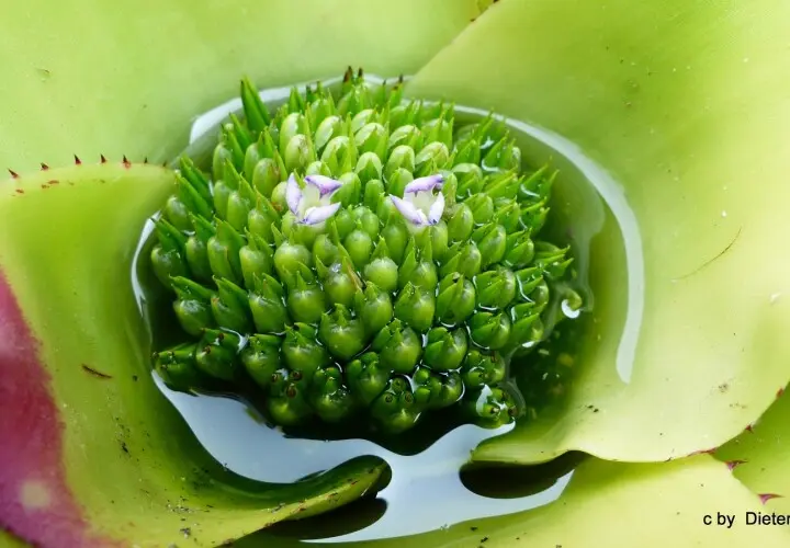 Tropicarium