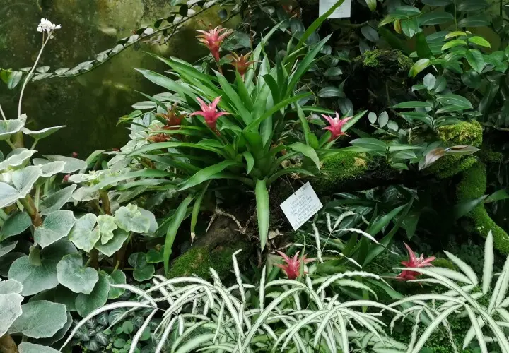 Tropicarium