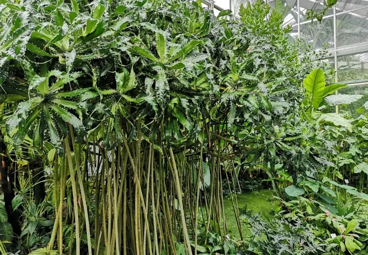 Tropicarium
