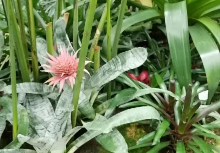 Tropicarium