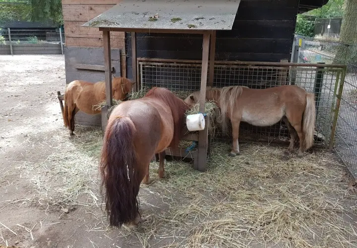 Kobelt-Zoo
