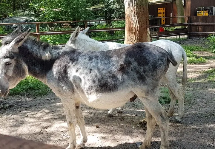 Kobelt-Zoo