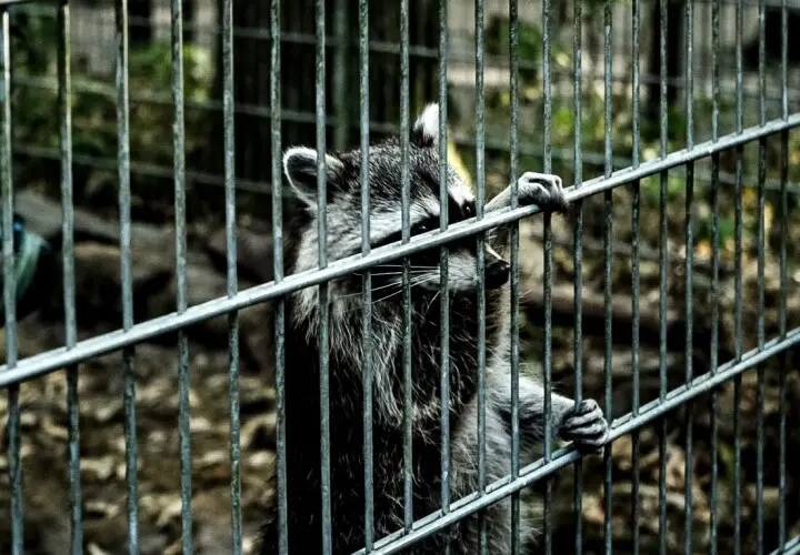 Kobelt-Zoo
