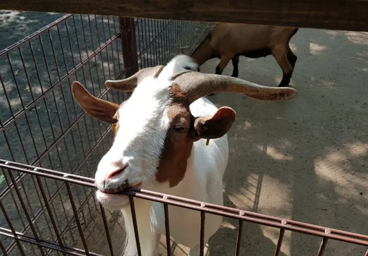 Kobelt-Zoo