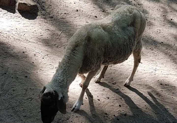 Kobelt-Zoo