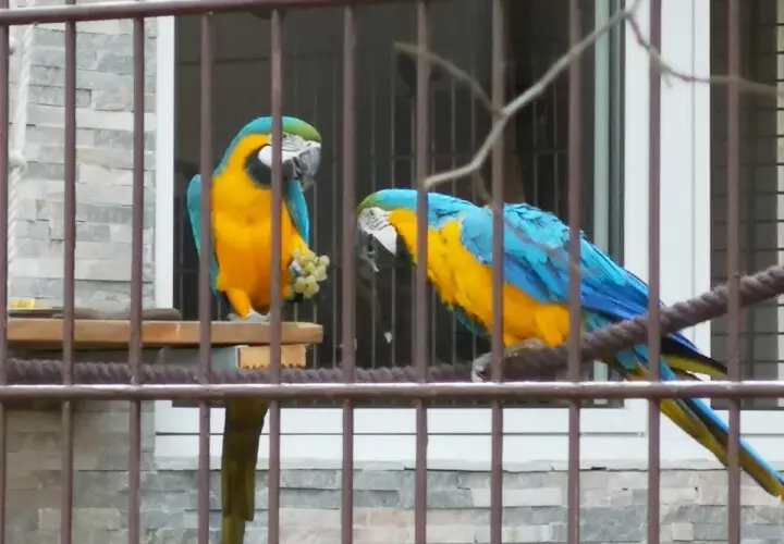 Kobelt-Zoo