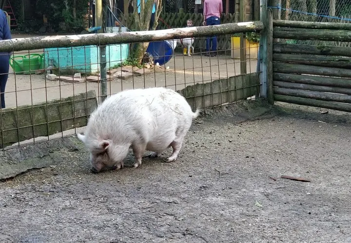 Offenbacher Waldzoo