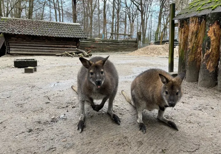 Offenbacher Waldzoo