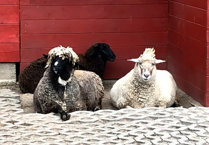 Offenbacher Waldzoo