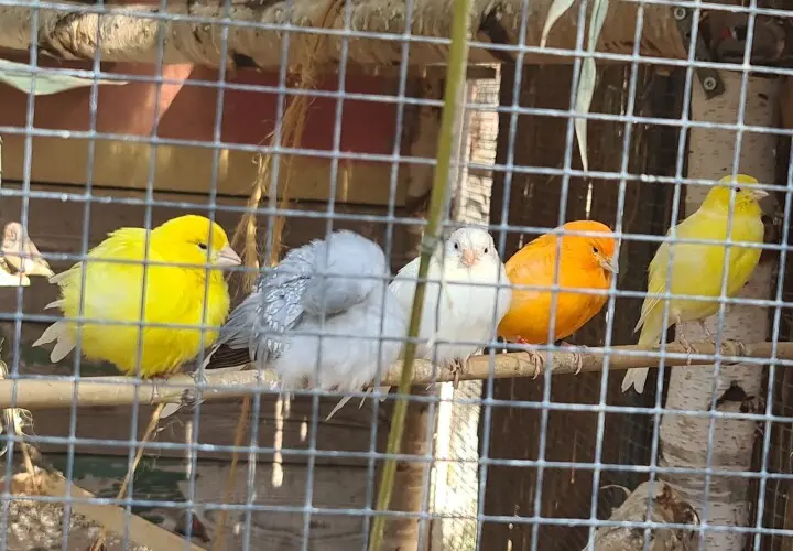 Offenbacher Waldzoo