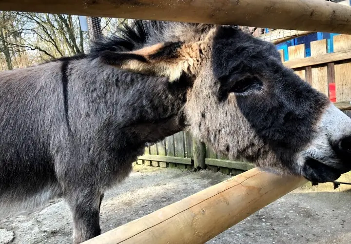 Offenbacher Waldzoo