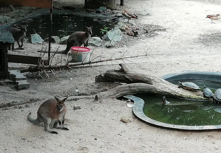 Offenbacher Waldzoo
