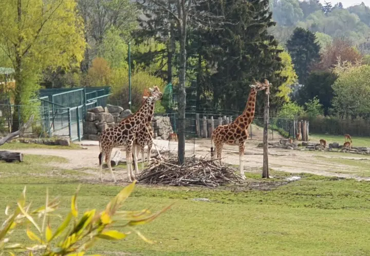 Opel-Zoo