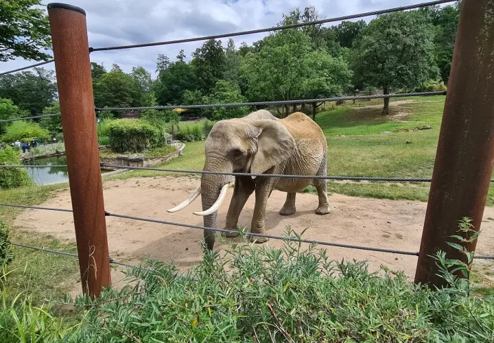 Opel-Zoo