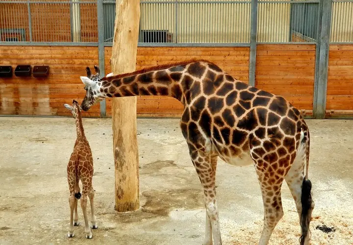 Opel-Zoo