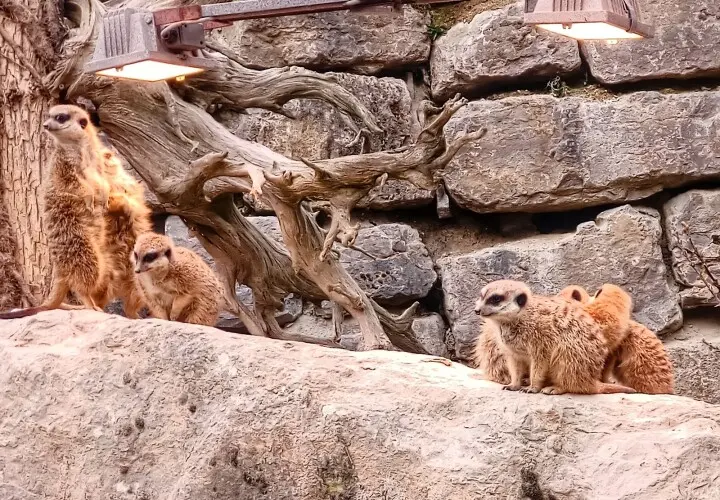 Opel-Zoo