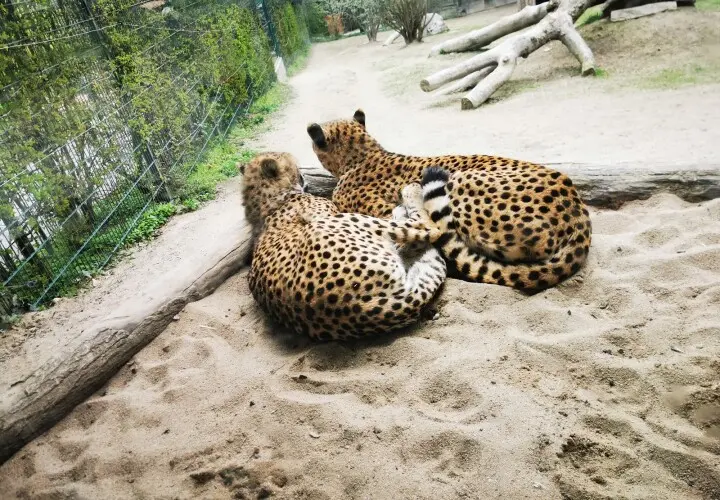 Opel-Zoo