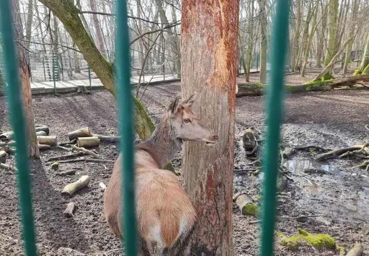 Gonsenheimer Wildpark