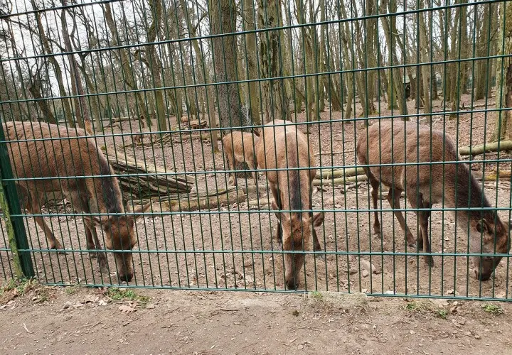 Gonsenheimer Wildpark
