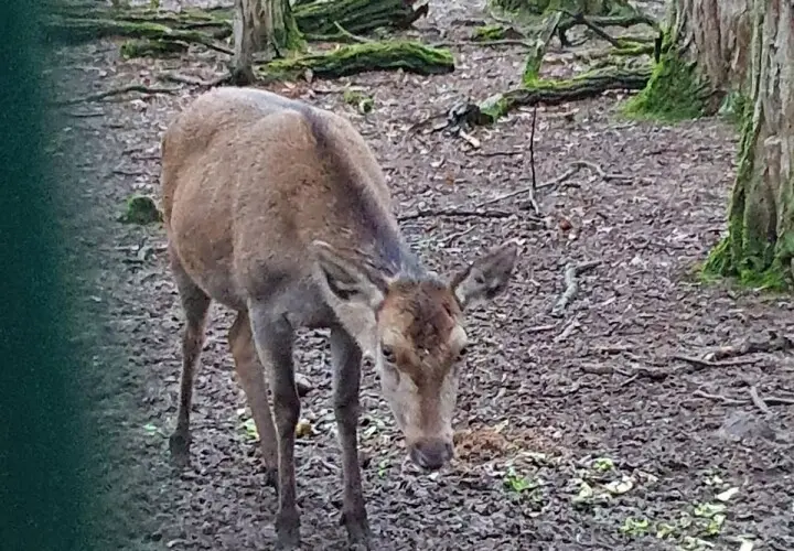 Gonsenheimer Wildpark