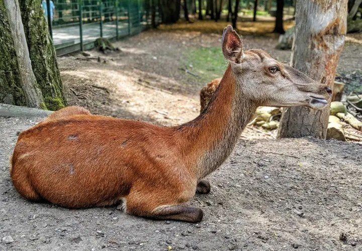 Gonsenheimer Wildpark