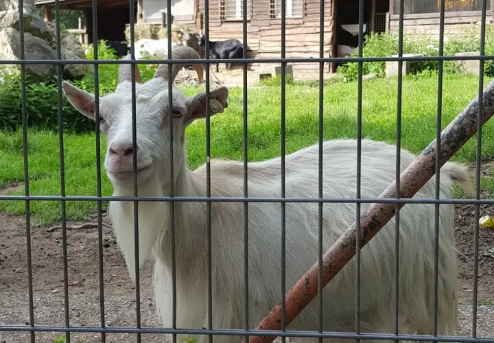 Tierpark Mainz-Kastel