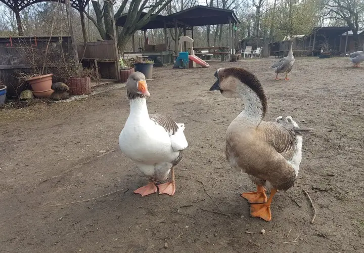 Tierpark Mainz-Kastel