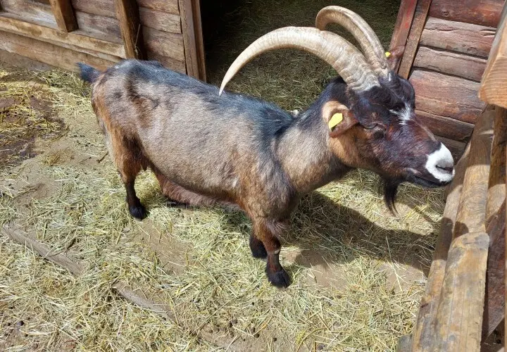 Tierpark Mainz-Kastel