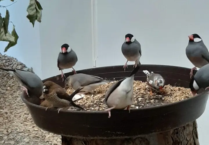 Vogelhaus Mainz im Stadtpark
