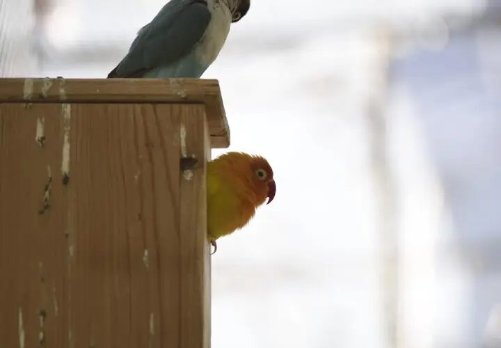 Vogelhaus Mainz im Stadtpark