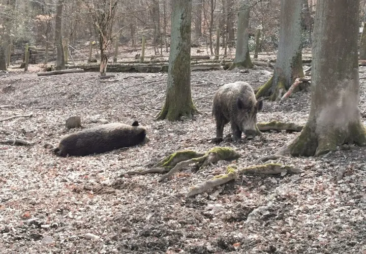 Wildpark Hofheim am Taunus
