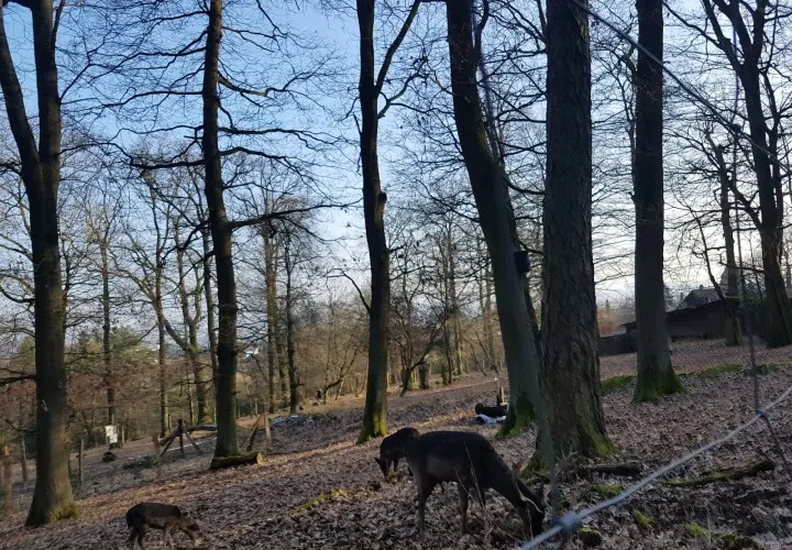 Wildpark Hofheim am Taunus