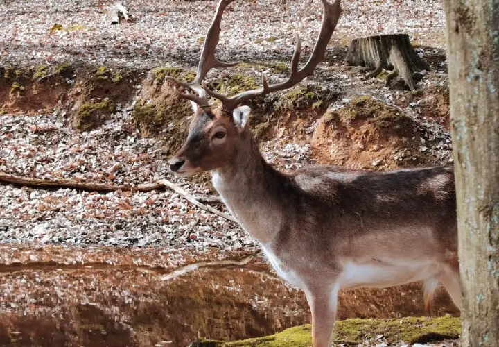 Wildpark Hofheim am Taunus