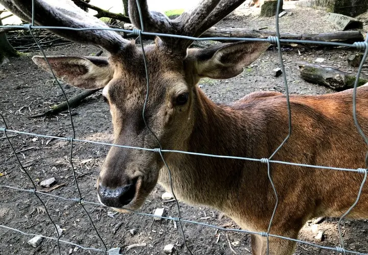 Tier- und Pflanzenpark Fasanerie Wiesbaden