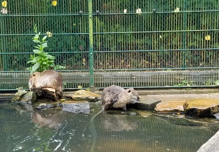 Tier- und Pflanzenpark Fasanerie Wiesbaden