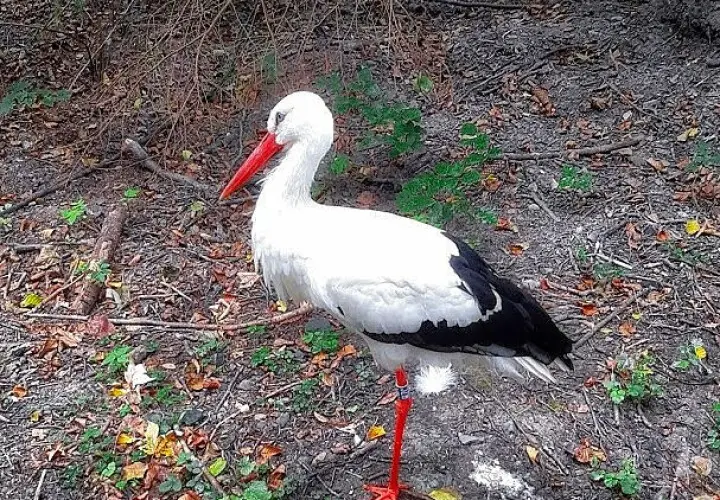 Tier- und Pflanzenpark Fasanerie Wiesbaden