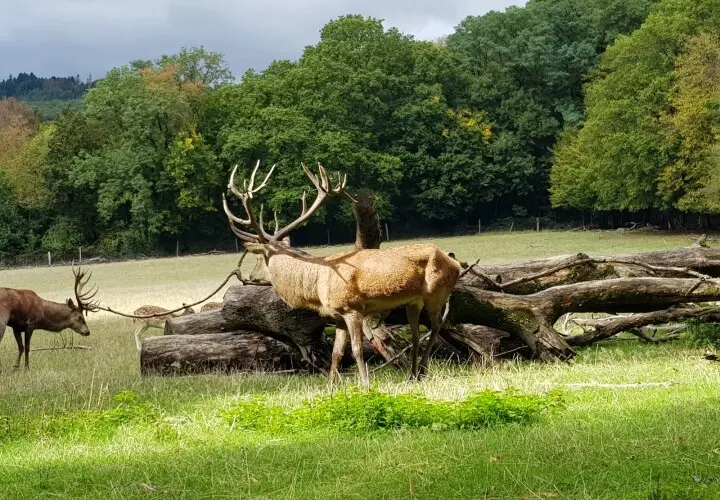 Tier- und Pflanzenpark Fasanerie Wiesbaden
