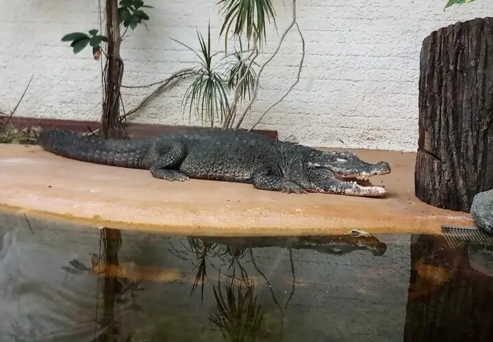 Zoo Vivarium Darmstadt