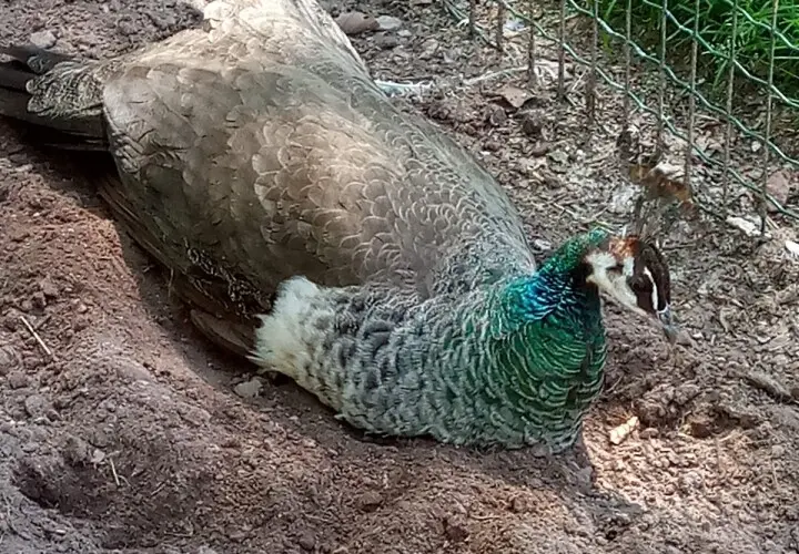 Zoo Vivarium Darmstadt