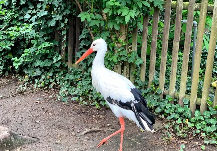 Tiergarten - Fasanerie Gross-Gerau
